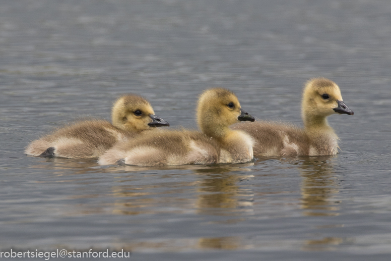 emily renzel wetlands